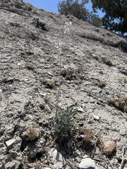 Oreocarya interrupta