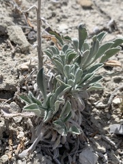 Oreocarya interrupta