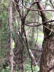 Billardiera macrantha