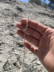 Oreocarya interrupta