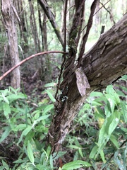 Billardiera macrantha