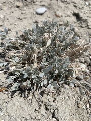 Astragalus calycosus