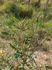 Senna occidentalis