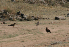 Milvus migrans lineatus