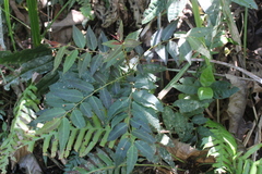 Phyllanthus glaziovii