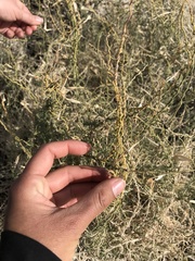 Funastrum hirtellum