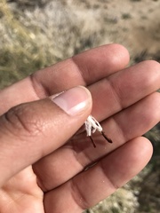 Funastrum hirtellum