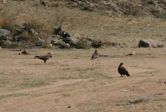 Milvus migrans lineatus
