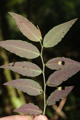 Phyllanthus glaziovii