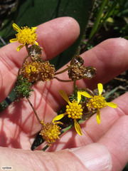 Euryops virgatus