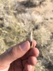 Funastrum hirtellum