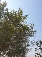 Pittosporum viscidum
