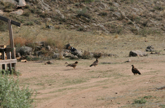 Milvus migrans lineatus