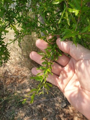 Pittosporum viscidum