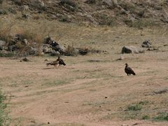 Milvus migrans lineatus