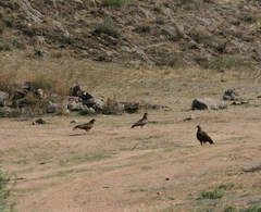 Milvus migrans lineatus