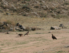 Milvus migrans lineatus