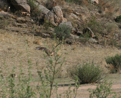 Milvus migrans lineatus