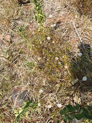 Senecio madagascariensis