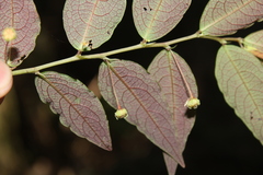 Phyllanthus glaziovii