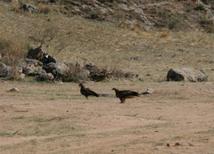 Milvus migrans lineatus