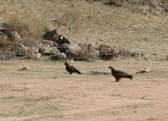Milvus migrans lineatus