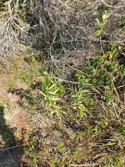 Gomphocarpus physocarpus