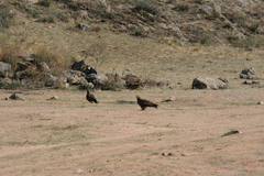 Milvus migrans lineatus