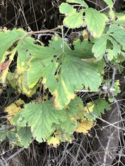 Ribes sanguineum