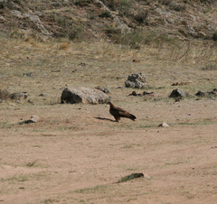 Milvus migrans lineatus