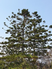 Araucaria cunninghamii