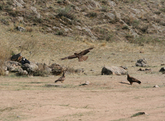 Milvus migrans lineatus