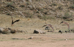 Milvus migrans lineatus
