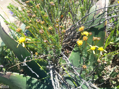 Euryops virgatus