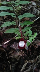Aristolochia nelsonii