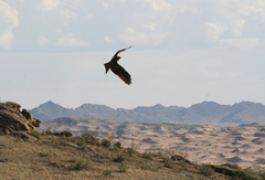 Milvus migrans lineatus
