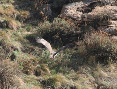 Milvus migrans lineatus