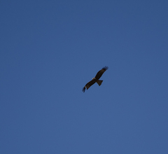 Milvus migrans lineatus