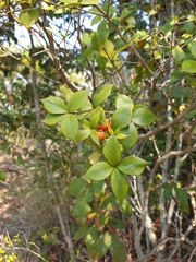 Alyxia ruscifolia