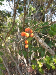 Alyxia ruscifolia