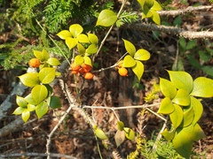 Alyxia ruscifolia
