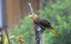 Psarocolius angustifrons