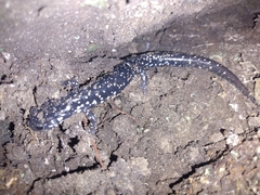 Plethodon mississippi