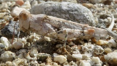 Cibolacris parviceps