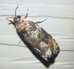 Olethreutes appendiceum