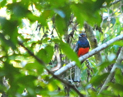 Trogon surrucura