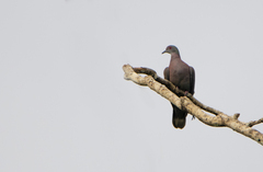 Patagioenas cayennensis