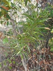 Acacia maidenii
