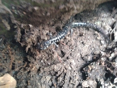 Plethodon mississippi