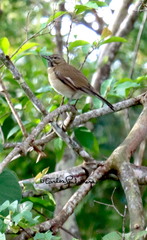 Turdus assimilis